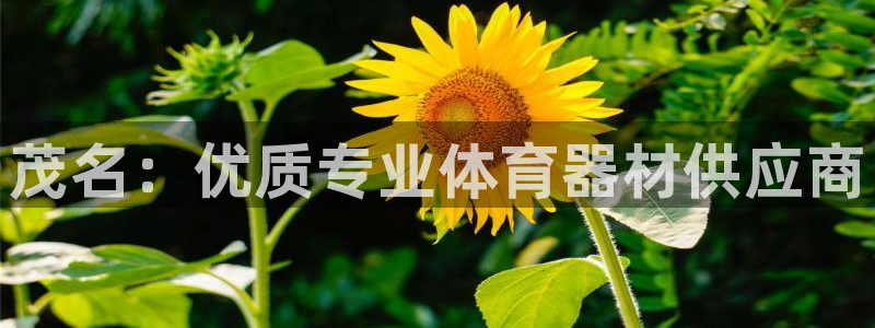 耀世娱乐是玛雅旗下的吗：茂名：优质专业体育器材供应商